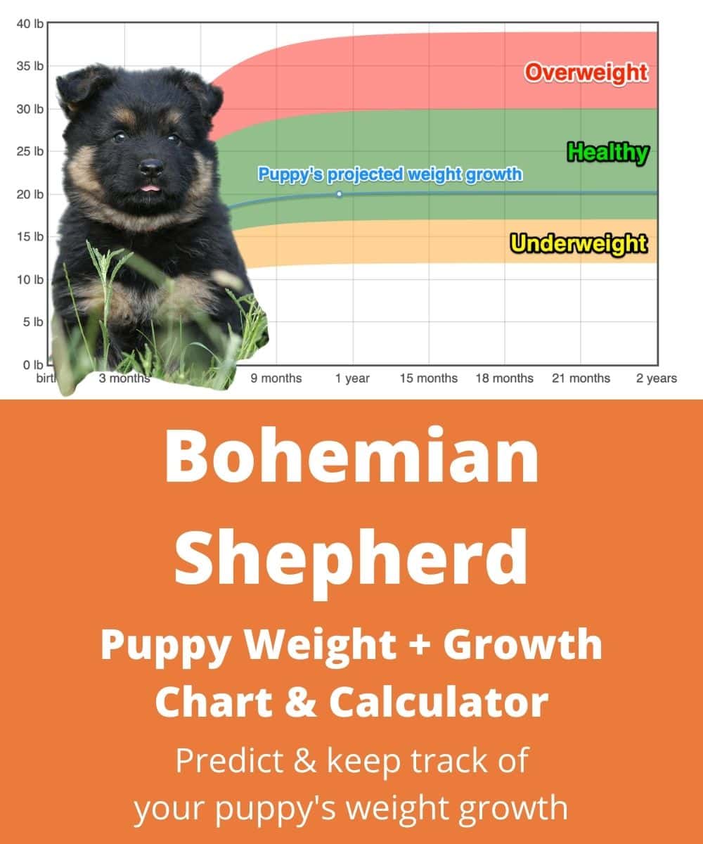 bohemian-shepherd Puppy Weight Growth Chart